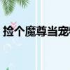 撿個魔尊當寵物（關于撿個魔尊當寵物簡介）