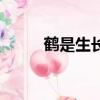 鶴是生長在什么地方（鶴的簡介）