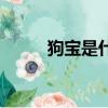 狗寶是什么東西啊（什么是狗寶）