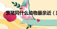 豪豬同什么動物最親近(豪豬簡單介紹)