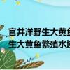 官井洋野生大黃魚繁殖水域資源與環境特征（關于官井洋野生大黃魚繁殖水域資源與環境特征介紹）