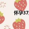 懷孕37周（關于懷孕37周介紹）