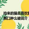 撿來的貓總喜歡趴我胸口腫么破（關于撿來的貓總喜歡趴我胸口腫么破簡介）