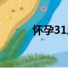 懷孕31周（關于懷孕31周介紹）