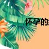 懷孕的紙（關于懷孕的紙介紹）