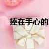 捧在手心的愛（關于捧在手心的愛簡介）