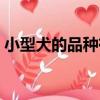 小型犬的品種有哪些（小型犬的品種有什么）
