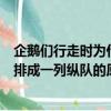 企鵝們行走時為什么經常排成一列縱隊（企鵝們行走時經常排成一列縱隊的原因）