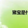豬寶是什么（豬寶是什么樣子的）