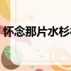 懷念那片水杉林（關于懷念那片水杉林介紹）
