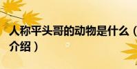 人稱平頭哥的動物是什么(人稱平頭哥的動物介紹)