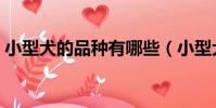 小型犬的品種有哪些(小型犬的品種有什么)