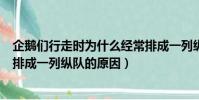 企鵝們行走時為什么經常排成一列縱隊(企鵝們行走時經常排成一列縱隊的原因)