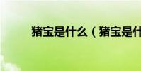 豬寶是什么(豬寶是什么樣子的)