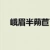 峨眉半蒴苣苔（關于峨眉半蒴苣苔簡介）
