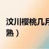 汶川櫻桃幾月份成熟（汶川櫻桃具體幾月份成熟）