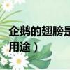 企鵝的翅膀是用來干什么的（關于企鵝的翅膀用途）