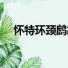 懷特環頸鷓鴣（關于懷特環頸鷓鴣介紹）