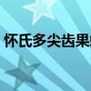 懷氏多尖齒果蝠（關于懷氏多尖齒果蝠介紹）