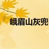 峨眉山灰兜巴（關于峨眉山灰兜巴簡介）