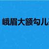 峨眉大額勾兒茶（關于峨眉大額勾兒茶簡介）