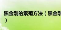 黑金剛的繁殖方法(黑金剛的繁殖方法是什么)