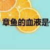 章魚的血液是什么顏色的（章魚的血液介紹）