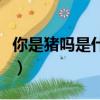 你是豬嗎是什么梗（網絡語你是豬嗎什么意思）
