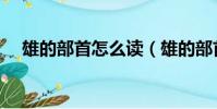 雄的部首怎么讀(雄的部首的字怎樣讀)