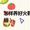 怎樣養好火鶴花？（關于怎樣養好火鶴花？介紹）