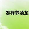 怎樣養殖龍蝦（關于怎樣養殖龍蝦介紹）