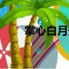 掌心白月光（關于掌心白月光簡介）