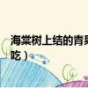 海棠樹上結的青果子可以吃嗎（海棠樹上結的青果子能不能吃）