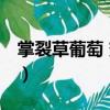 掌裂草葡萄 變種（關于掌裂草葡萄 變種簡介）