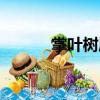 掌葉樹屬（關于掌葉樹屬簡介）