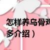 怎樣養烏骨雞賺錢多（關于怎樣養烏骨雞賺錢多介紹）