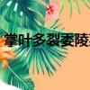 掌葉多裂委陵菜（關于掌葉多裂委陵菜簡介）