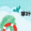 掌葉榕（關于掌葉榕簡介）