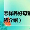 怎樣養好母豬和仔豬（關于怎樣養好母豬和仔豬介紹）