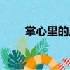 掌心里的風（關于掌心里的風簡介）