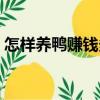 怎樣養鴨賺錢多（關于怎樣養鴨賺錢多介紹）