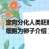 定向分化人類胚胎干細胞為卵子（關于定向分化人類胚胎干細胞為卵子介紹）