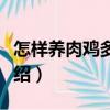 怎樣養肉雞多賺錢（關于怎樣養肉雞多賺錢介紹）