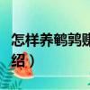 怎樣養鵪鶉賺錢多（關于怎樣養鵪鶉賺錢多介紹）