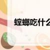 螳螂吃什么東西呢（螳螂的食物是啥）