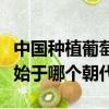 中國種植葡萄始于哪個朝代（中國種植葡萄是始于哪個朝代）