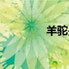 羊駝是什么（羊駝的簡介）