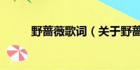 野薔薇歌詞(關于野薔薇的歌詞)