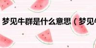 夢見牛群是什么意思(夢見牛群是什么寓意)