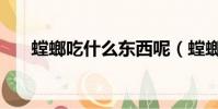 螳螂吃什么東西呢(螳螂的食物是啥)